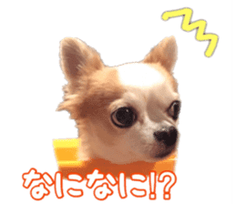 Lovery Chihuahua's SANTA sticker #14408384