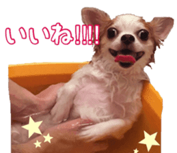 Lovery Chihuahua's SANTA sticker #14408385
