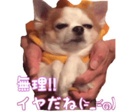 Lovery Chihuahua's SANTA sticker #14408386
