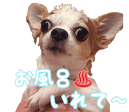Lovery Chihuahua's SANTA sticker #14408387