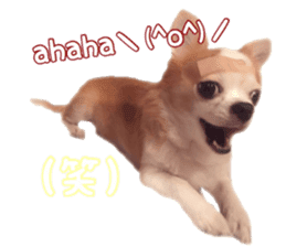Lovery Chihuahua's SANTA sticker #14408390