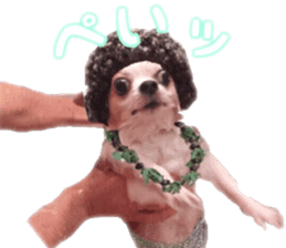 Lovery Chihuahua's SANTA sticker #14408395