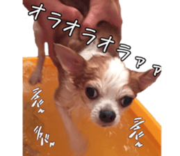 Lovery Chihuahua's SANTA sticker #14408396