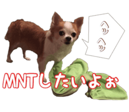 Lovery Chihuahua's SANTA sticker #14408397