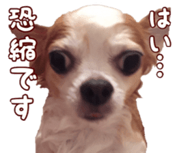 Lovery Chihuahua's SANTA sticker #14408400