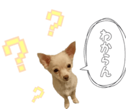 Lovery Chihuahua's SANTA sticker #14408402