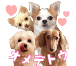Lovery Chihuahua's SANTA sticker #14408405