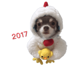 Happy New Year Chicken chihuahua 2017 sticker #14413567
