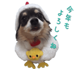 Happy New Year Chicken chihuahua 2017 sticker #14413568