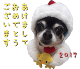 Happy New Year Chicken chihuahua 2017 sticker #14413571