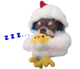Happy New Year Chicken chihuahua 2017 sticker #14413572