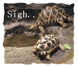 An auspicious creature in the aquarium sticker #14414613