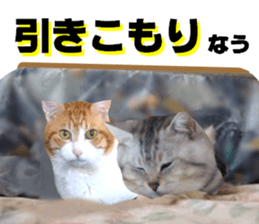 Cat's New Year sticker #14415149