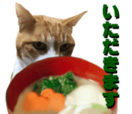 Cat's New Year sticker #14415151