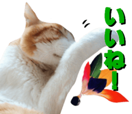 Cat's New Year sticker #14415152