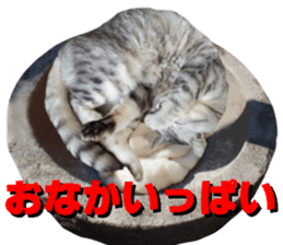 Cat's New Year sticker #14415155