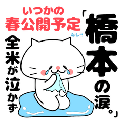 Funny Face Cat Hashimoto