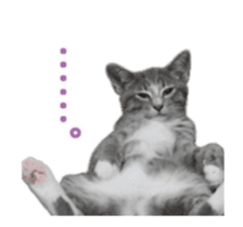 petstamp animation stickers2016 sticker #14416063