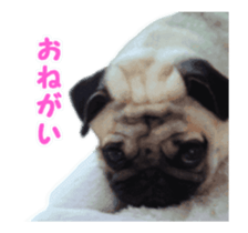 petstamp animation stickers2016 sticker #14416064