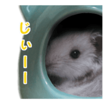 petstamp animation stickers2016 sticker #14416065