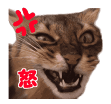 petstamp animation stickers2016 sticker #14416067