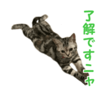 petstamp animation stickers2016 sticker #14416068