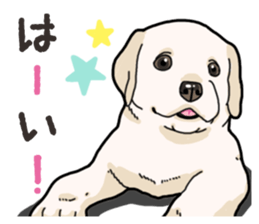 Wanko-biyori puppy Labrador retriever 3 sticker #14418800