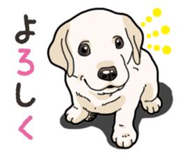Wanko-biyori puppy Labrador retriever 3 sticker #14418816
