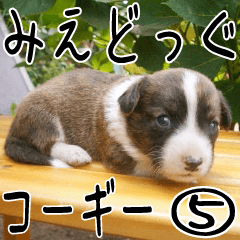 MIEDOG Welsh Corgi Cardigan sticker 5