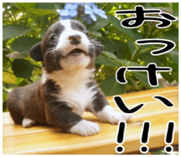 MIEDOG Welsh Corgi Cardigan sticker 5 sticker #14419886