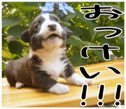MIEDOG Welsh Corgi Cardigan sticker 5 sticker #14419886