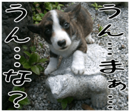 MIEDOG Welsh Corgi Cardigan sticker 5 sticker #14419888
