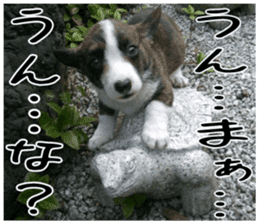 MIEDOG Welsh Corgi Cardigan sticker 5 sticker #14419888