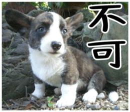 MIEDOG Welsh Corgi Cardigan sticker 5 sticker #14419889