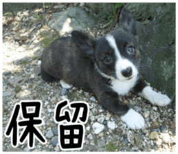 MIEDOG Welsh Corgi Cardigan sticker 5 sticker #14419891