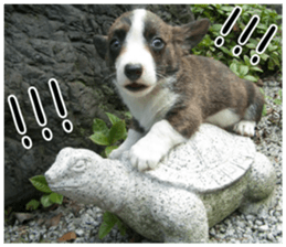 MIEDOG Welsh Corgi Cardigan sticker 5 sticker #14419894