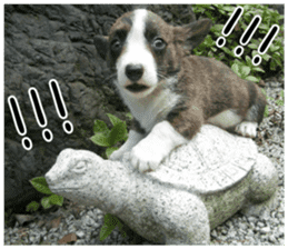 MIEDOG Welsh Corgi Cardigan sticker 5 sticker #14419894