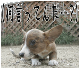MIEDOG Welsh Corgi Cardigan sticker 5 sticker #14419897