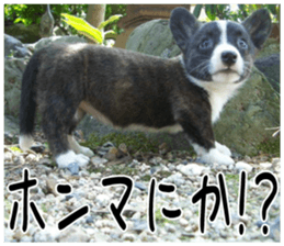 MIEDOG Welsh Corgi Cardigan sticker 5 sticker #14419899