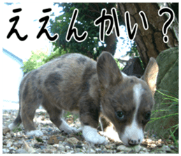 MIEDOG Welsh Corgi Cardigan sticker 5 sticker #14419900