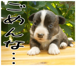 MIEDOG Welsh Corgi Cardigan sticker 5 sticker #14419902