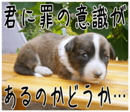 MIEDOG Welsh Corgi Cardigan sticker 5 sticker #14419905