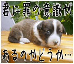 MIEDOG Welsh Corgi Cardigan sticker 5 sticker #14419905