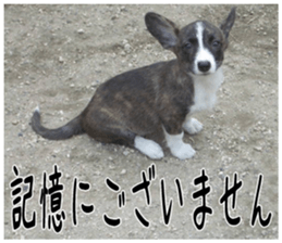 MIEDOG Welsh Corgi Cardigan sticker 5 sticker #14419906