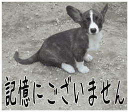 MIEDOG Welsh Corgi Cardigan sticker 5 sticker #14419906