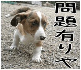 MIEDOG Welsh Corgi Cardigan sticker 5 sticker #14419908