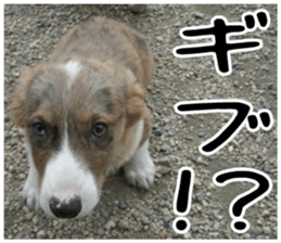 MIEDOG Welsh Corgi Cardigan sticker 5 sticker #14419910