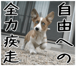 MIEDOG Welsh Corgi Cardigan sticker 5 sticker #14419913