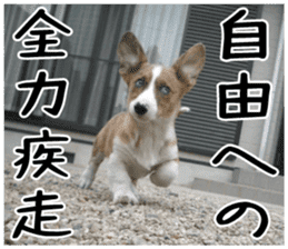 MIEDOG Welsh Corgi Cardigan sticker 5 sticker #14419913