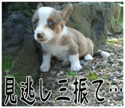 MIEDOG Welsh Corgi Cardigan sticker 5 sticker #14419914